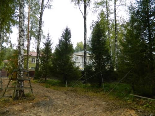 Посадка хвойных крупномеров