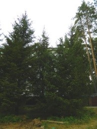 Посадка хвойных крупномеров