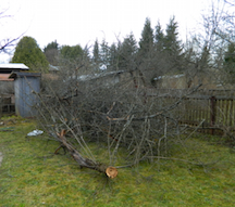 Обрезка, прививка деревьев