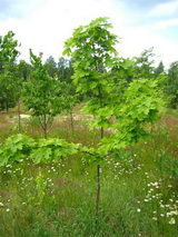 Клён остролистный