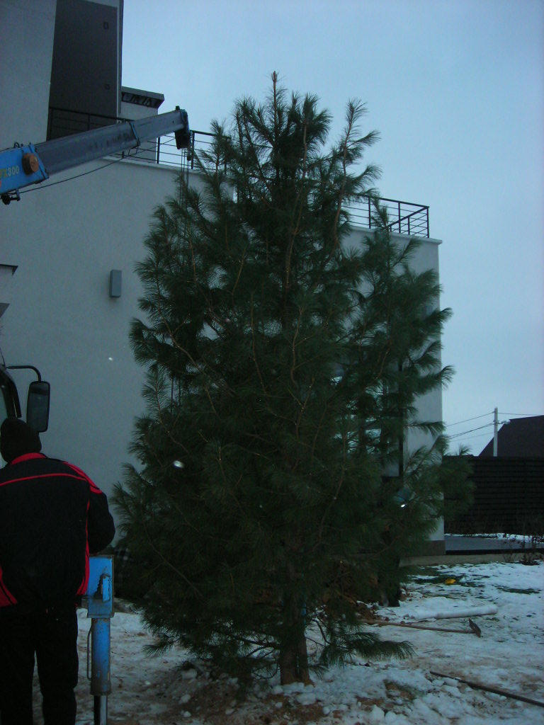 Посадка кедра сибирского