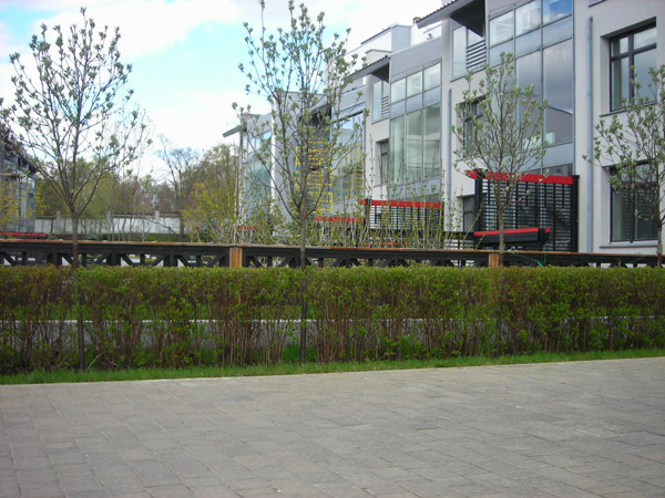 Посадка живой изгороди