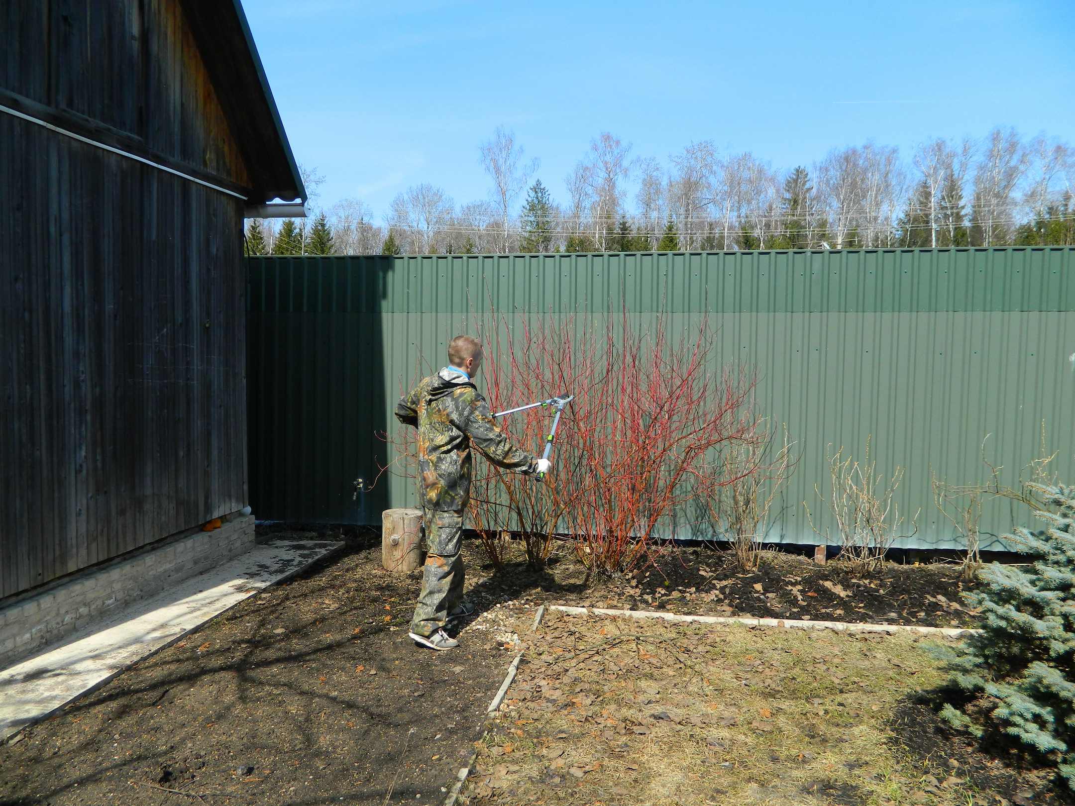 Обрезка ягодных кустарников