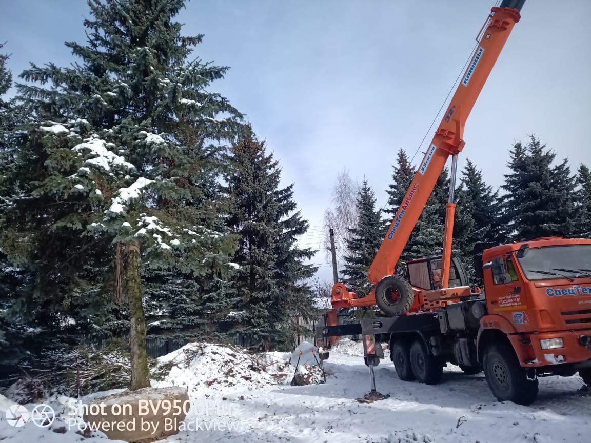 Пересадка деревьев (крупномеров)