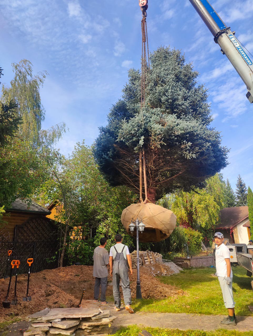 Пересадка деревьев (крупномеров)