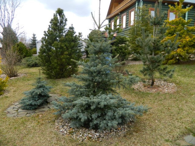 Выбираем вьющиеся растения для оформления забора