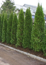 Туя смарагд до от 1.5 м