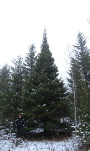 Пихта сибирская высота 12 – 15 метров