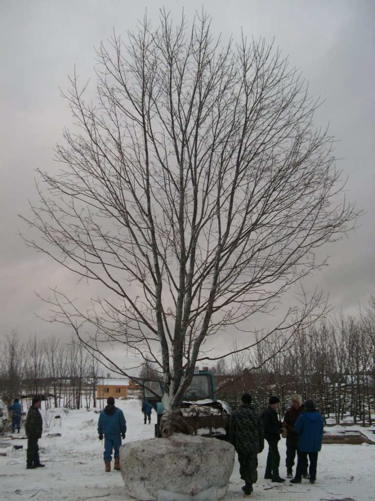 Клен остролистный от 8 до 10 м